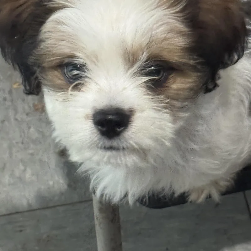 A baby small-sized male Brown / Chocolate Shih Tzu dog named Jasper for adoption in Hallsville, MO