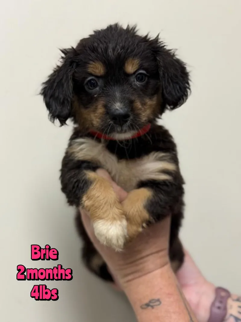 A baby small-sized female Mixed Breed dog named Brie for adoption in Holbrook, NY