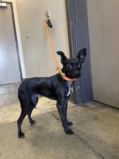 Darla