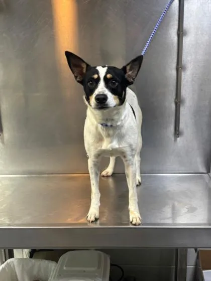 An adult medium-sized female Mixed Breed dog named Magenta  D for adoption in West Chester, PA