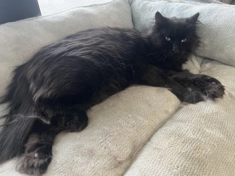 A young medium-sized male Black Domestic Long Hair cat named Styx for adoption in Johnston, RI