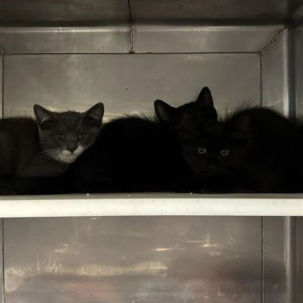 A baby small-sized female Domestic Medium Hair cat named Chip for adoption in Long Beach, CA