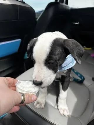 A baby small-sized male Tricolor (Brown, Black, & White) Labrador Retriever dog named Mr Roboto for adoption in Colorado Springs, CO