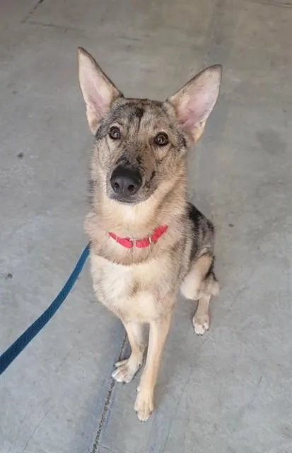 A young medium-sized female Dutch Shepherd dog named Lillith for adoption in Saint Peters, MO