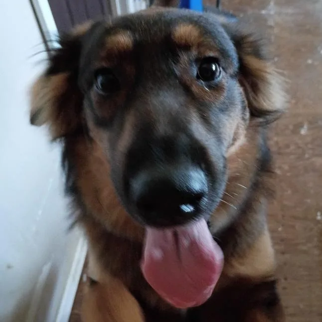 A young medium-sized female German Shepherd Dog dog named Una for adoption in Toledo, OH