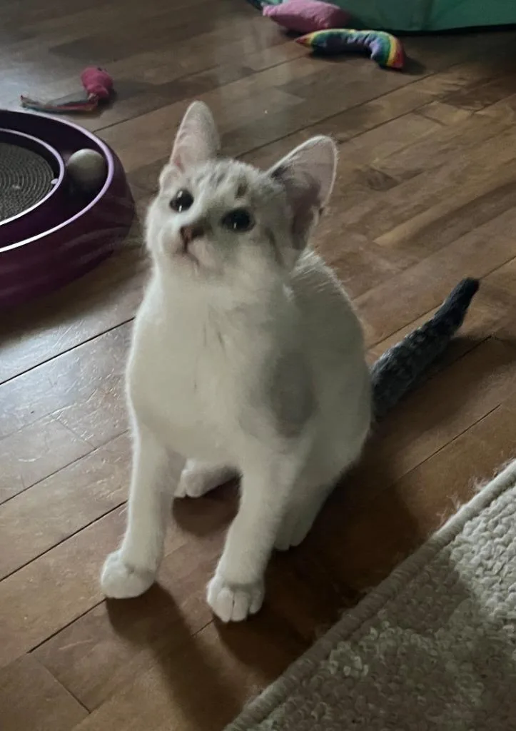 A baby small-sized female Domestic Short Hair cat named Mila for adoption in Fond Du Lac, WI