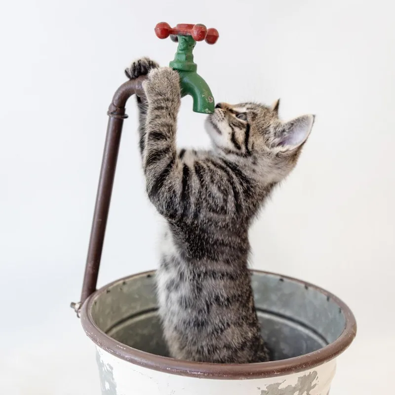 A baby small-sized male Black Domestic Short Hair cat named Presley for adoption in Glenfield, NY