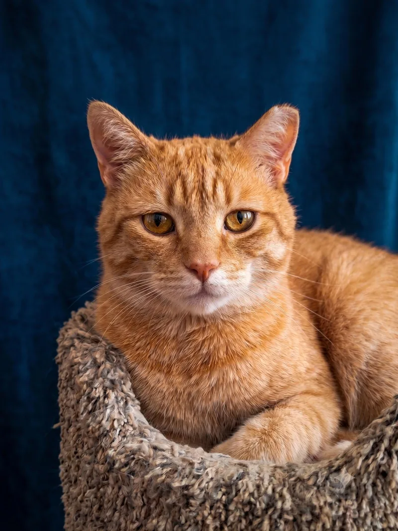 An adult large-sized male Orange & White Domestic Short Hair cat named Bruce for adoption in San Jose, CA