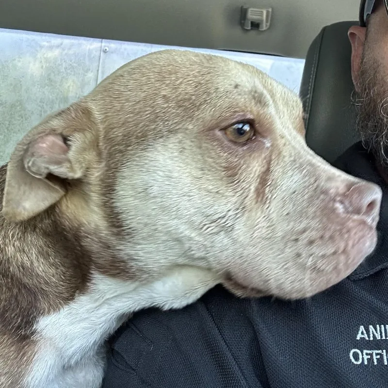 An adult medium-sized male Yellow / Tan / Blond / Fawn English Bulldog dog named Kranium for adoption in Hinesville, GA