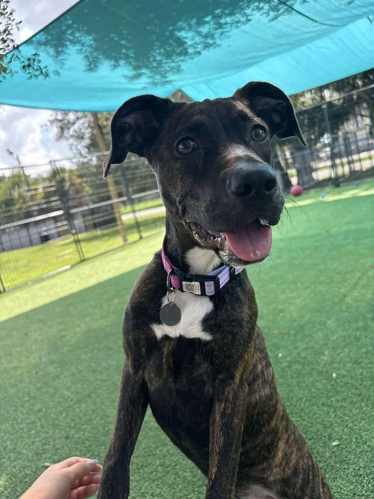 A young small-sized female Retriever dog named Kahlua Oreo for adoption in Lakeland, FL