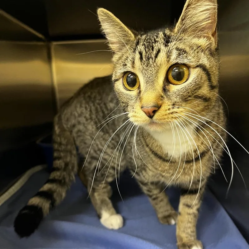 Wigglytuff thumbnail 2