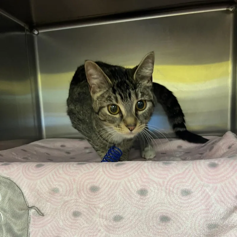 Wigglytuff thumbnail 3