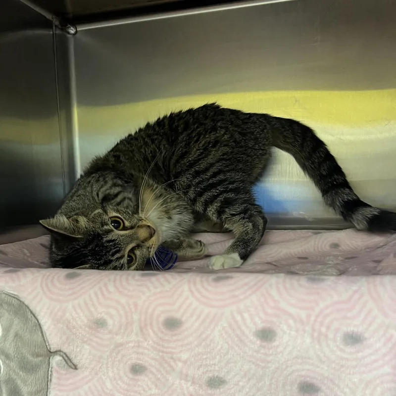 Wigglytuff thumbnail 4