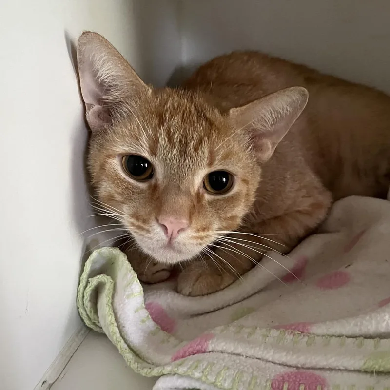An adult large-sized male Orange / Red Domestic Short Hair cat named Colby for adoption in Sarasota, FL