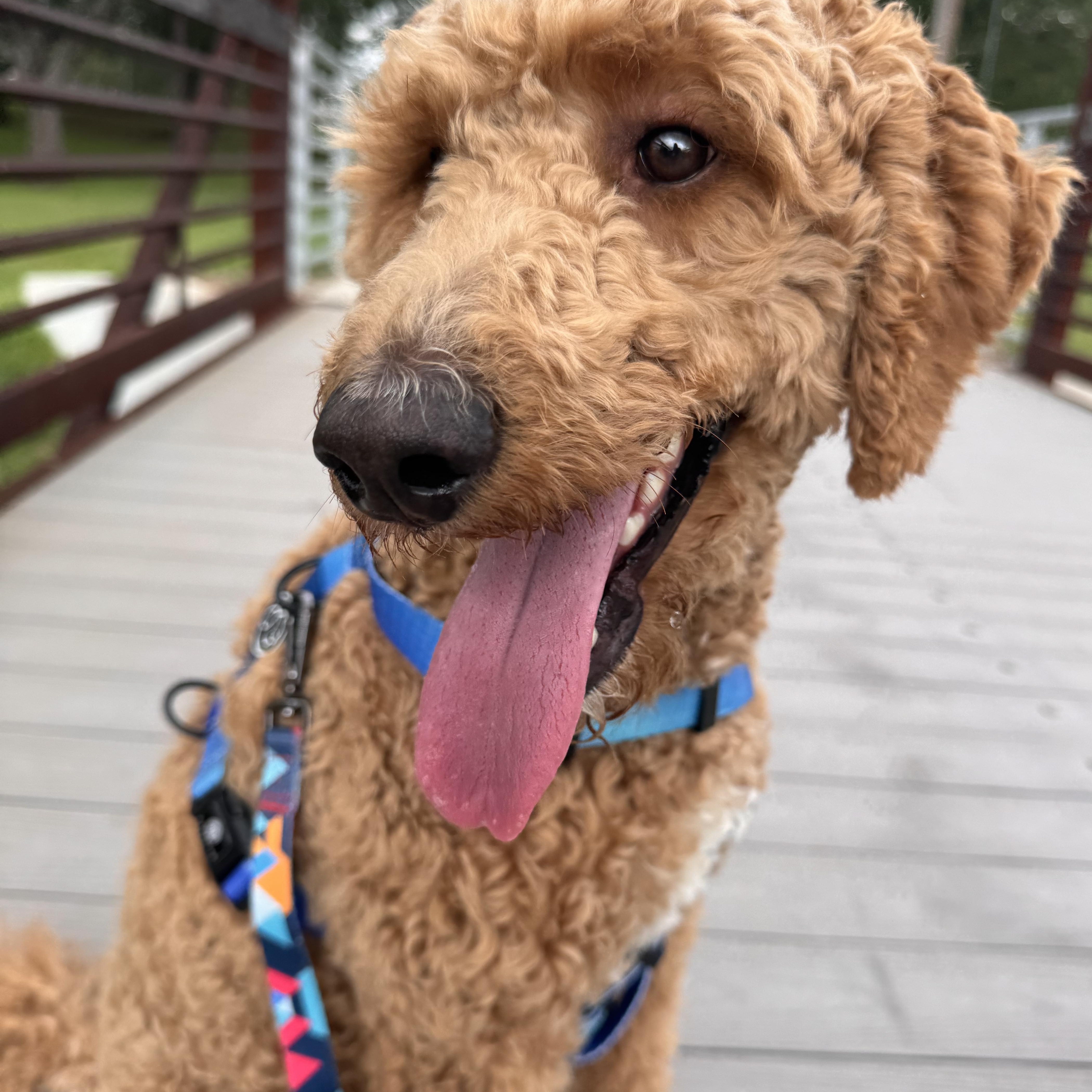 A young medium-sized male Poodle dog named Romeo for adoption in Sugar Land, TX