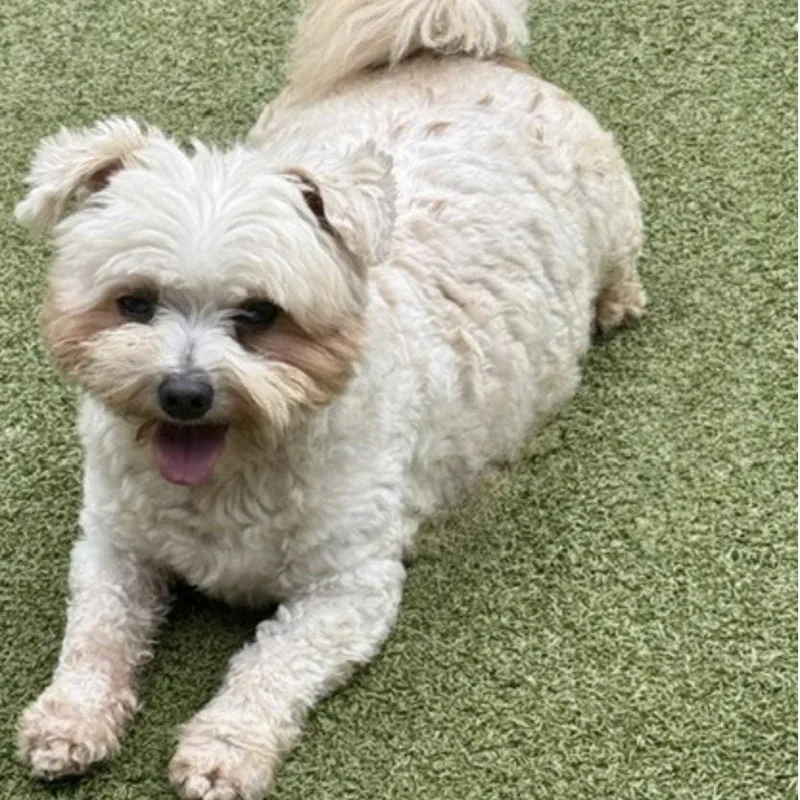 An adult small-sized male Miniature Poodle dog named Teddy for adoption in Norwalk, CT