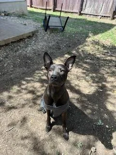 An adult medium-sized male American Staffordshire Terrier dog named Ranch for adoption in San Antonio, TX