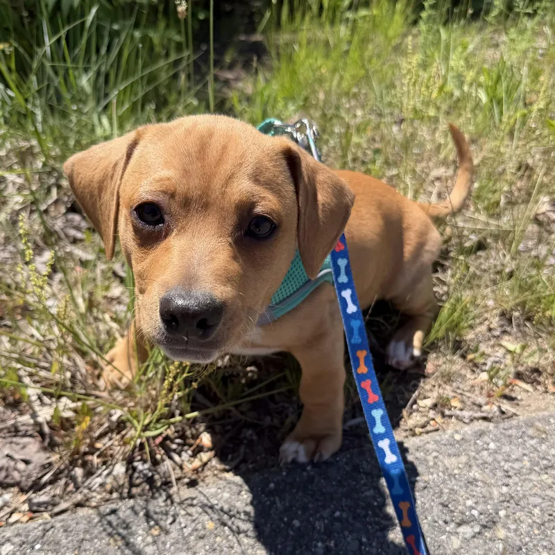 A baby medium-sized male Yellow / Tan / Blond / Fawn Chiweenie dog named Rye for adoption in Pelham, NH