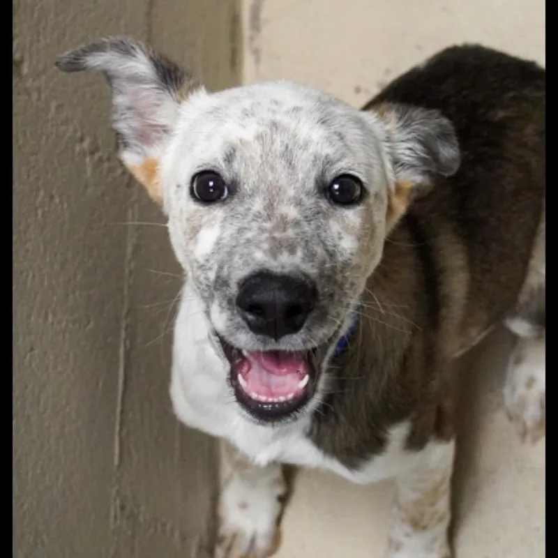 A baby small-sized male Australian Cattle Dog / Blue Heeler dog named Willus for adoption in Parker, CO