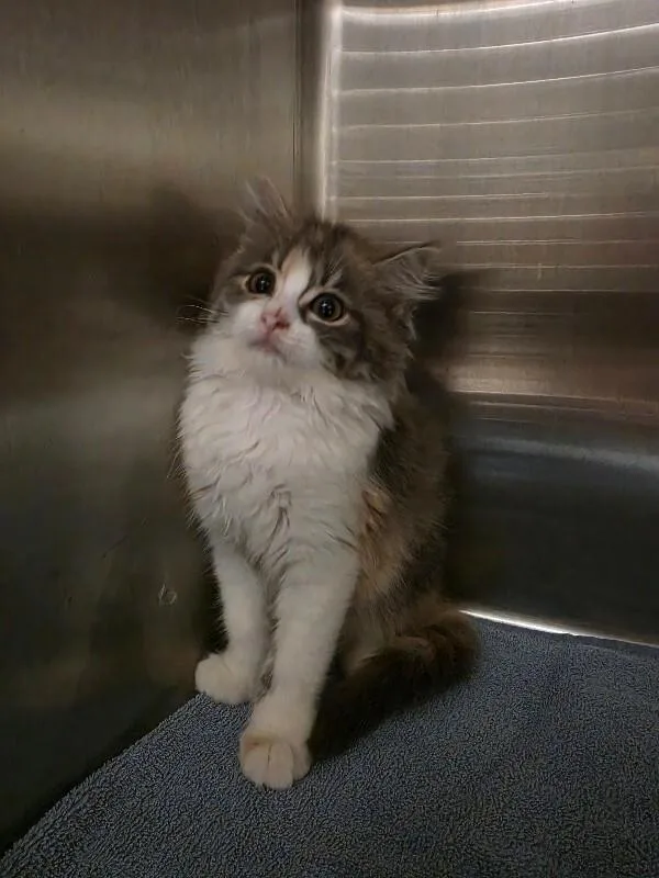 A young medium-sized female Calico Domestic Long Hair cat named Cameron for adoption in Bluffton, IN