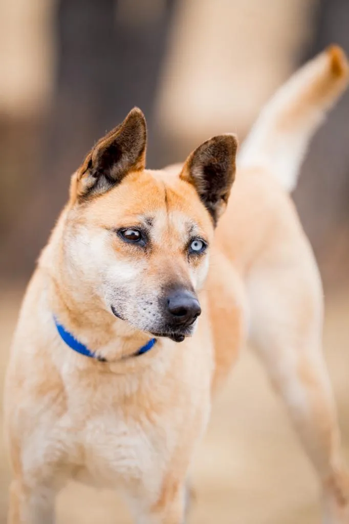 An adult medium-sized female Shepherd dog named Karlie for adoption in Fort Lupton, CO
