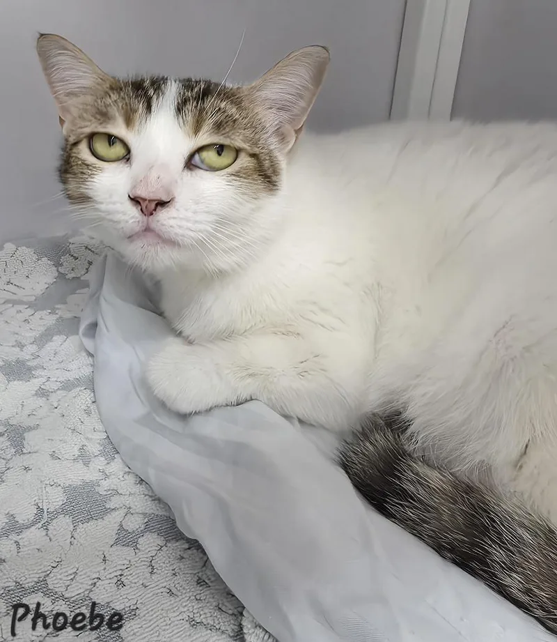 An adult medium-sized female Domestic Short Hair cat named Phoebe for adoption in Key Largo, FL