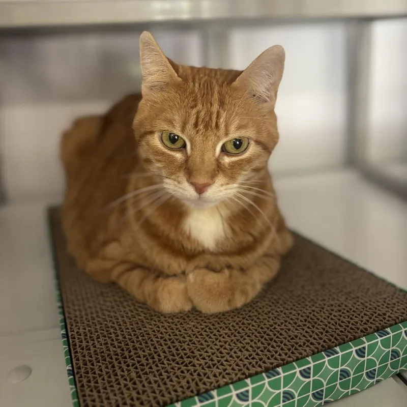 A senior large-sized male Orange / Red Domestic Short Hair cat named Turbo for adoption in Houston, TX
