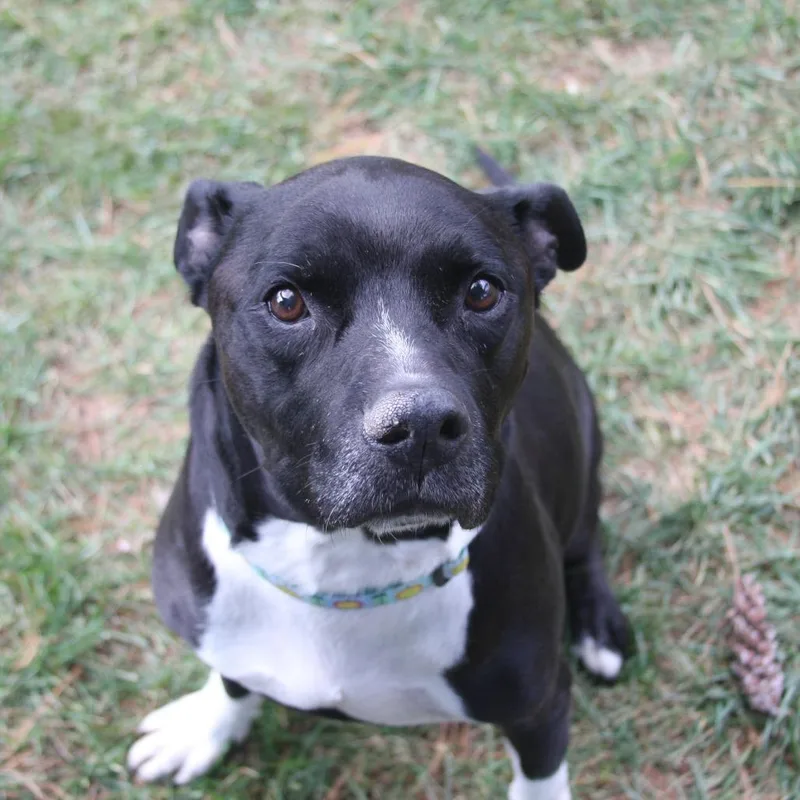 A senior large-sized male Black Mixed Breed dog named Onyx for adoption in Allentown, PA