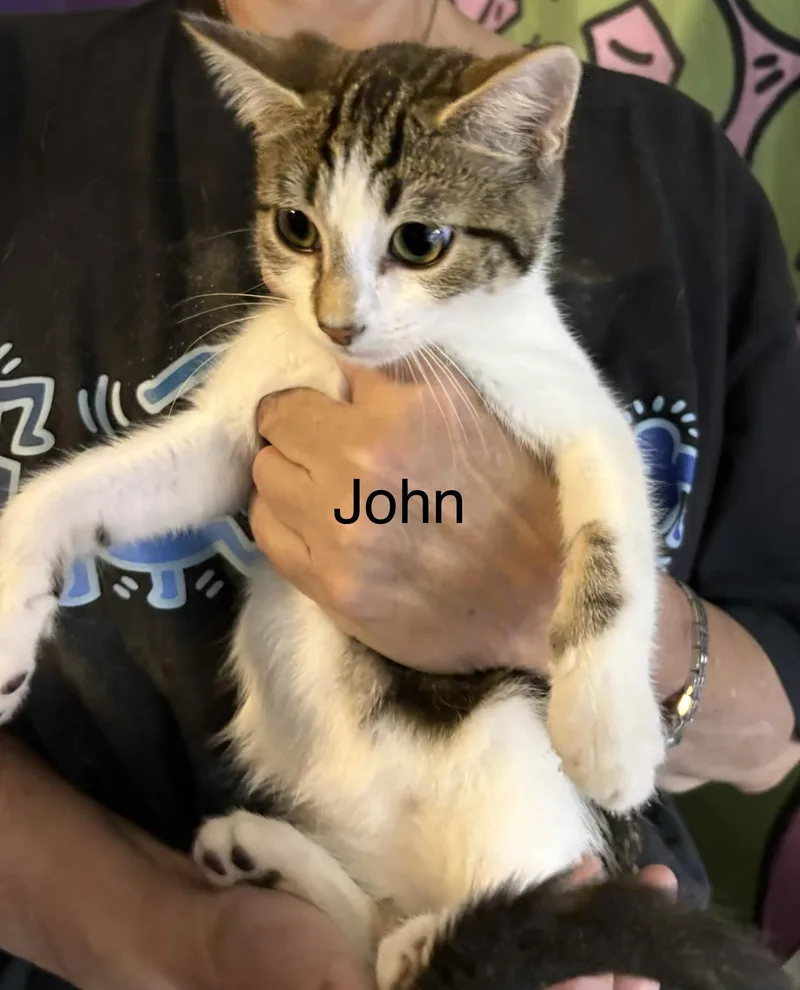 A baby medium-sized male Tabby (Brown / Chocolate) Domestic Short Hair cat named John for adoption in Roslyn Heights, NY