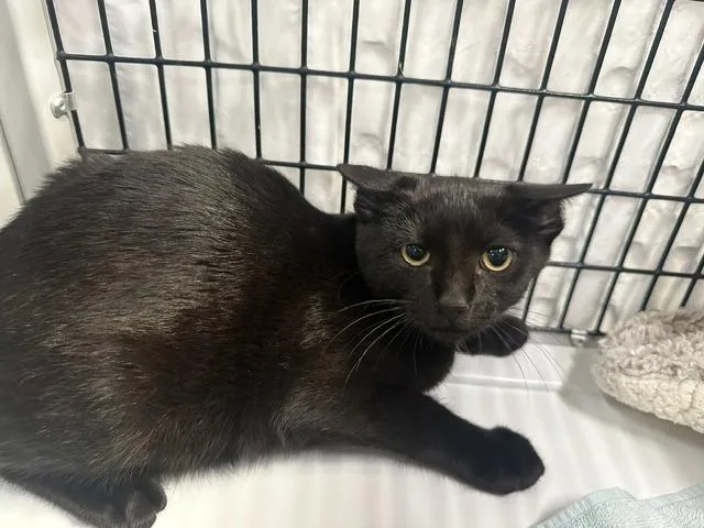 A baby medium-sized male Domestic Short Hair cat named Jafar for adoption in Raleigh, NC