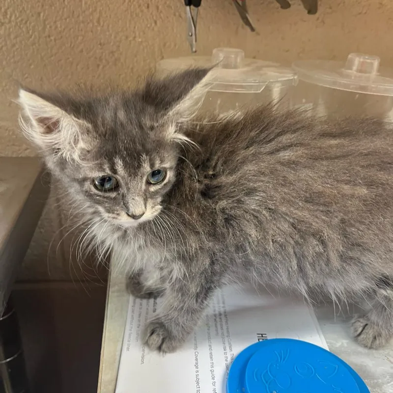 A baby small-sized female Gray / Blue / Silver Domestic Long Hair cat named Flora for adoption in Lewisburg, WV