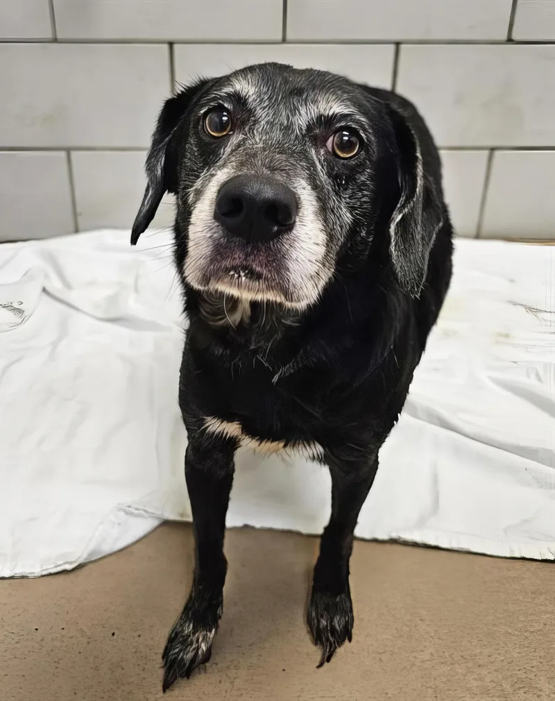An adult medium-sized male Black Mixed Breed dog named Hoagie for adoption in Nashville, TN
