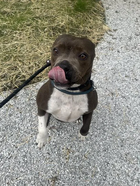 An adult medium-sized male Pit Bull Terrier dog named Brooks for adoption in Indianapolis, IN