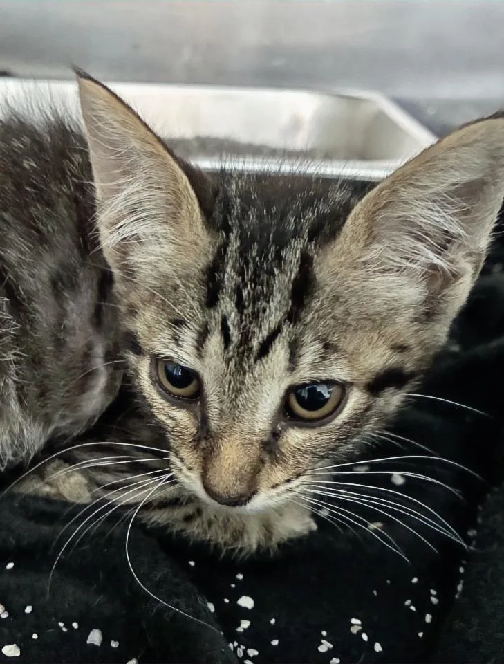 A baby medium-sized female Domestic Short Hair cat named Kiki for adoption in Hartsville, SC