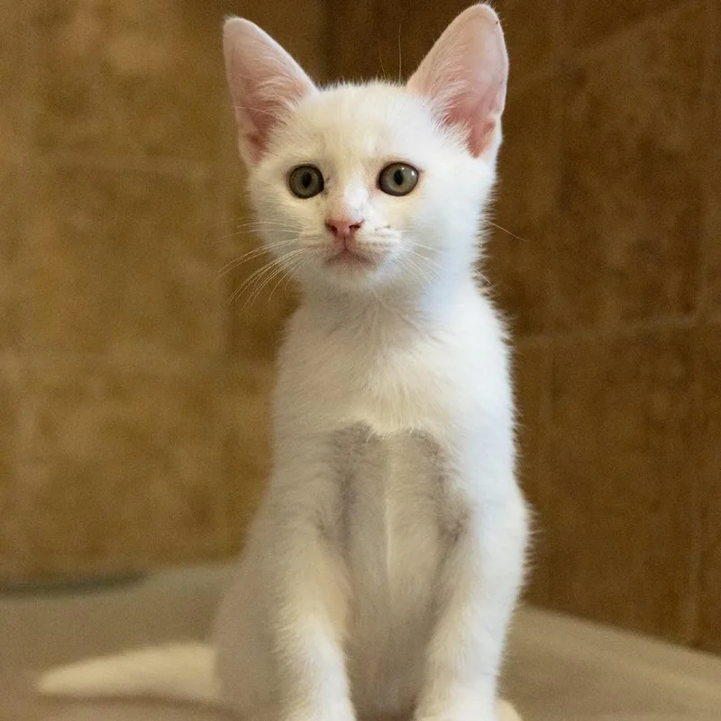 A baby small-sized male White Domestic Short Hair cat named MochiMan for adoption in Flower Mound, TX