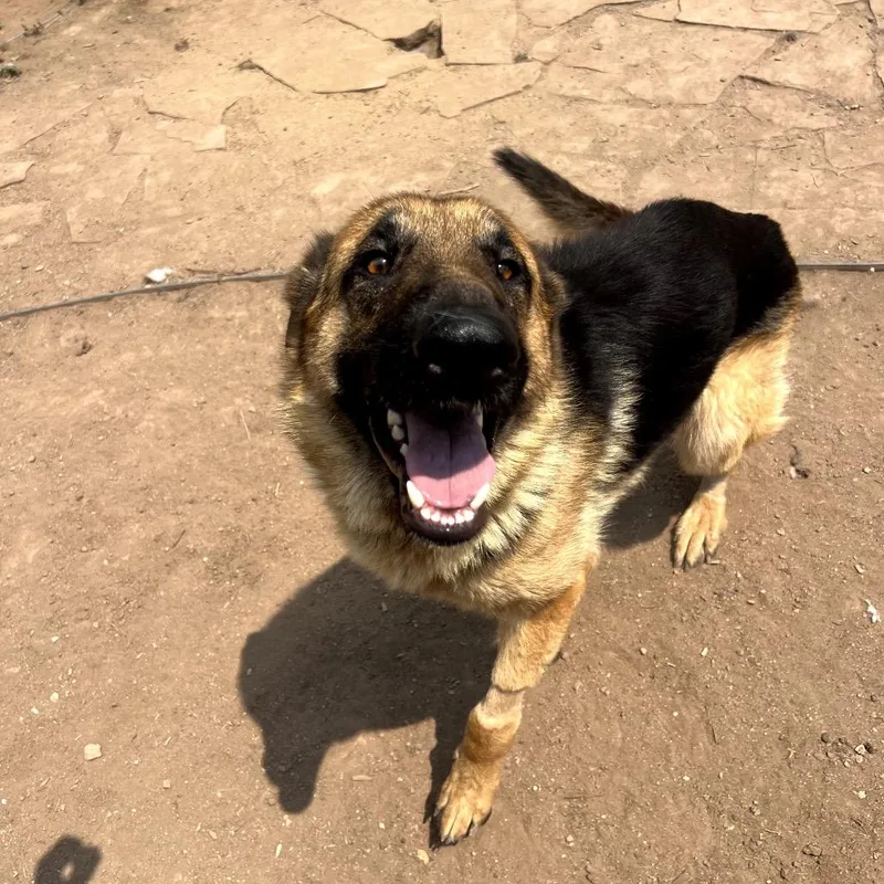 A young large-sized male German Shepherd Dog dog named Chance for adoption in Fort Collins, CO