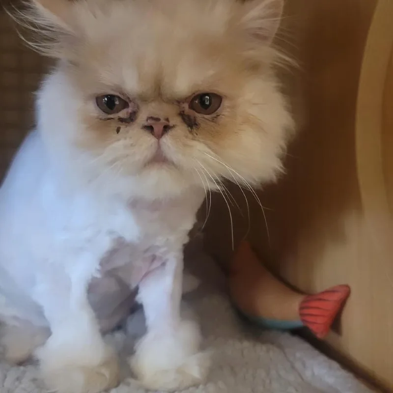 A baby small-sized male Orange / Red Persian cat named Niagara for adoption in Middle Village, NY