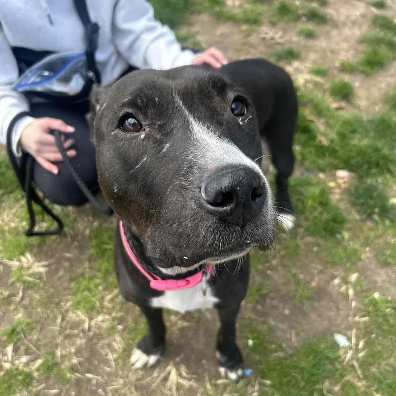 An adult medium-sized female Brown / Chocolate Pit Bull Terrier dog named Boo Boo for adoption in Weimar, CA