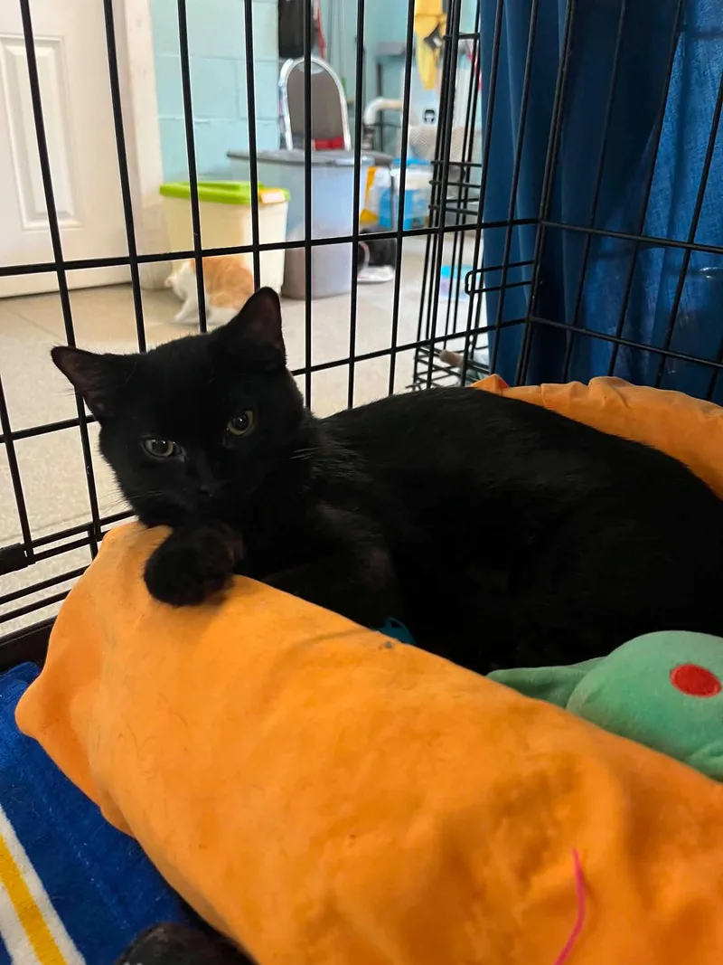 A baby medium-sized male Domestic Short Hair cat named Binx for adoption in Warren, OH