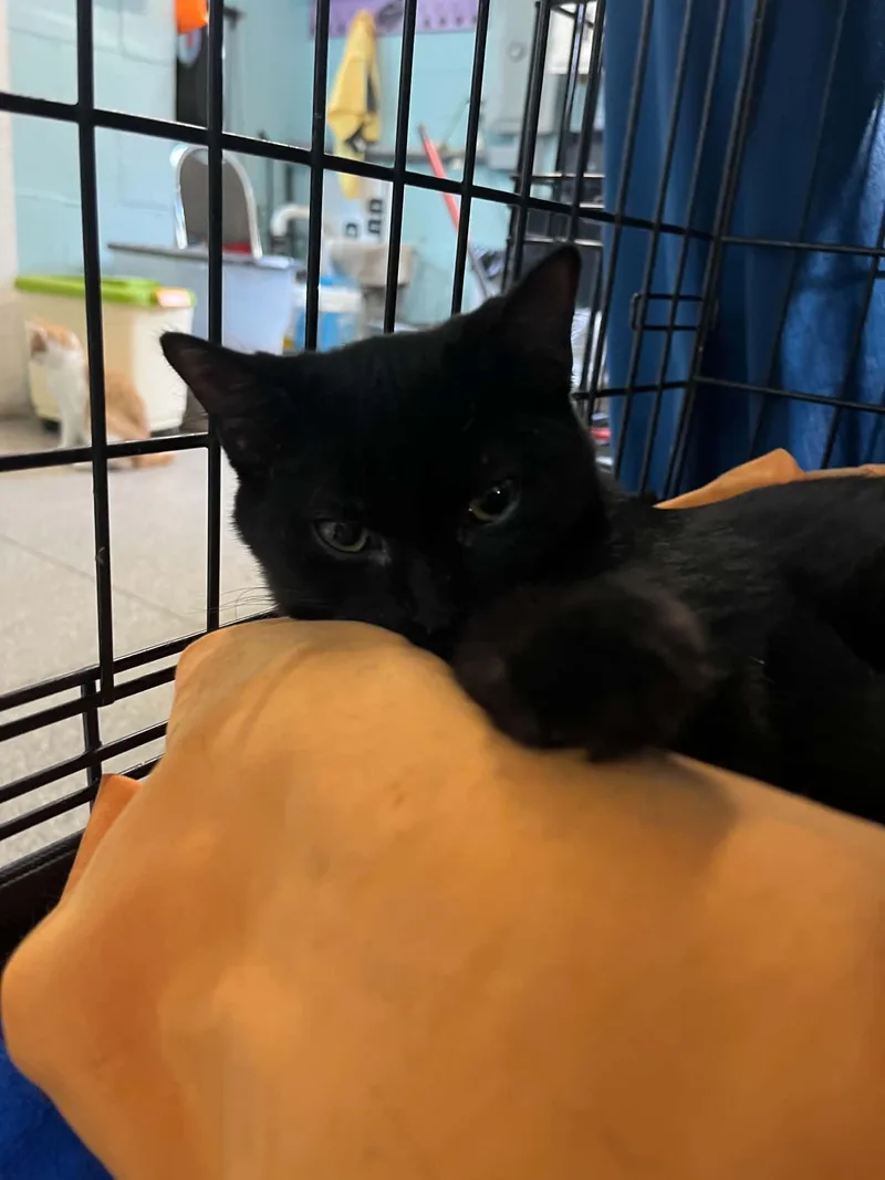 Binx  Cash  thumbnail 3