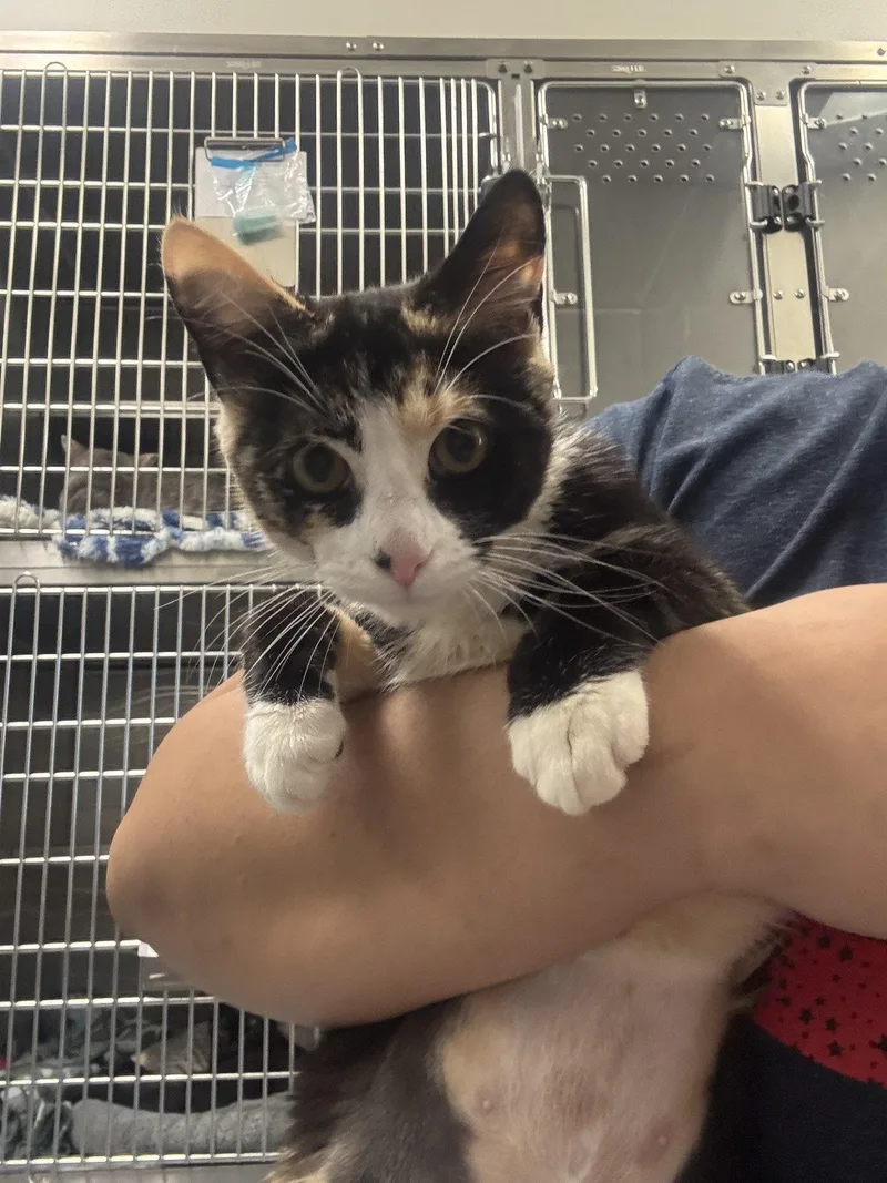 A young small-sized female Domestic Short Hair cat named Puronika for adoption in Hilton Head Island, SC