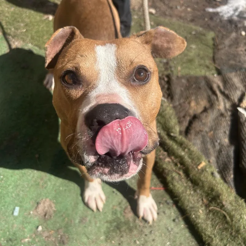 An adult medium-sized male Yellow / Tan / Blond / Fawn Pit Bull Terrier dog named Leonardo Dicaprio for adoption in Newark, NJ
