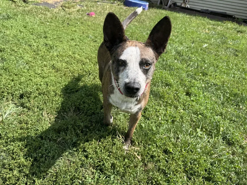Leo thumbnail 3
