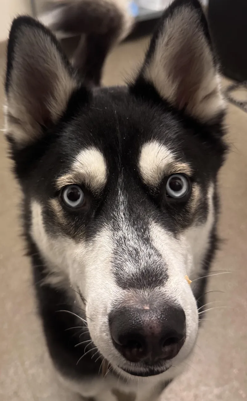 A young large-sized male Husky dog named Burger King for adoption in Chico, CA