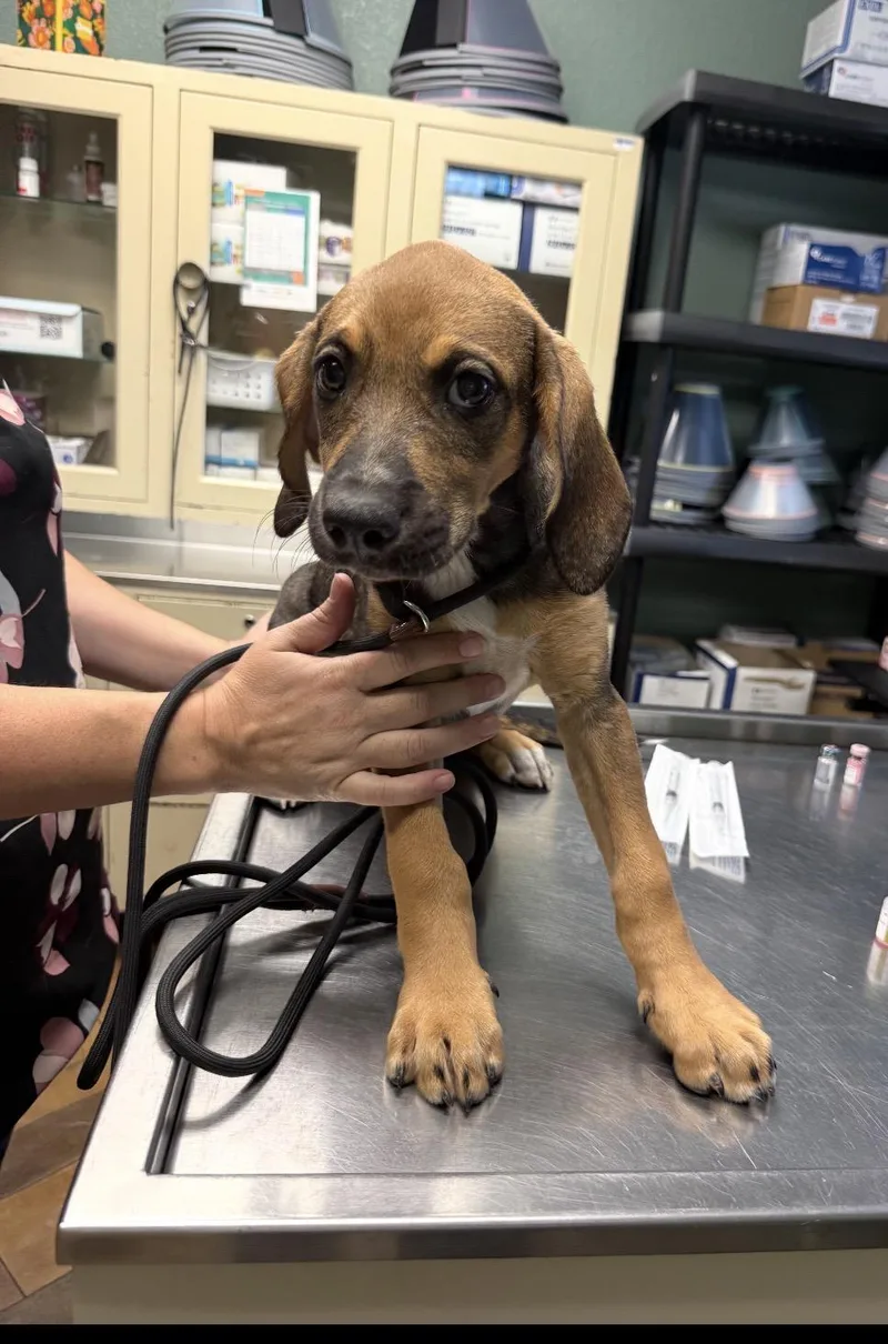 A baby medium-sized female Hound dog named Shelby for adoption in Conway, SC