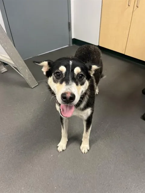 A young medium-sized female Husky dog named Rosie for adoption in Corpus Christi, TX