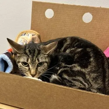 A young medium-sized female White Domestic Short Hair cat named Terrace for adoption in Novelty, OH