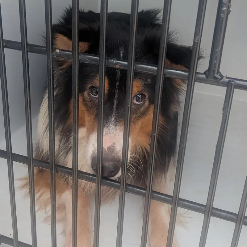 An adult medium-sized male Black Collie dog named Motley for adoption in York, PA