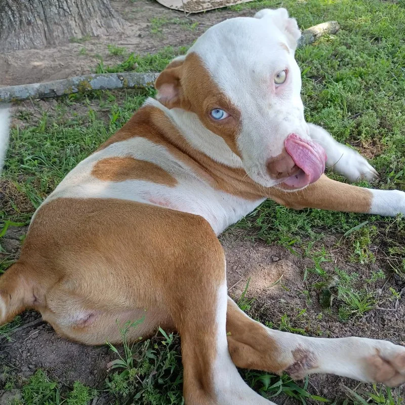 A young medium-sized female White / Cream Terrier dog named Sky for adoption in Mount Pleasant, TX
