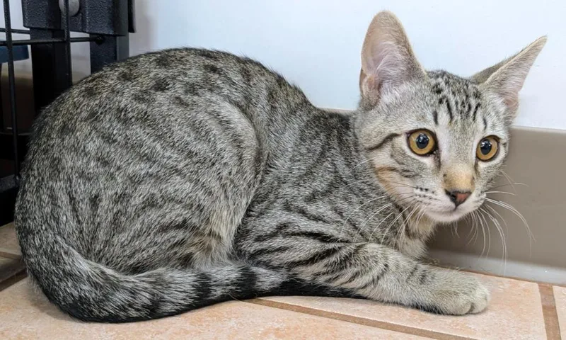 A baby medium-sized male Domestic Short Hair cat named Milford for adoption in Peoria, AZ